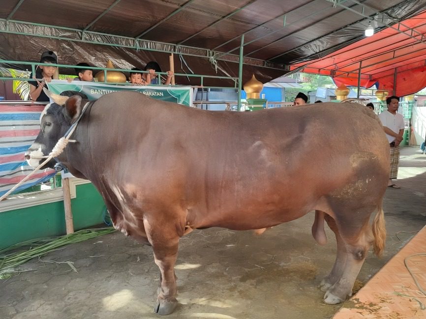 Bupati Tana Toraja Serahkan Sapi Kurban Presiden Prabowo Bobot 1,1 Ton 2 Bupati Tana Toraja Serahkan Sapi Kurban Presiden Prabowo Bobot 1,1 Ton