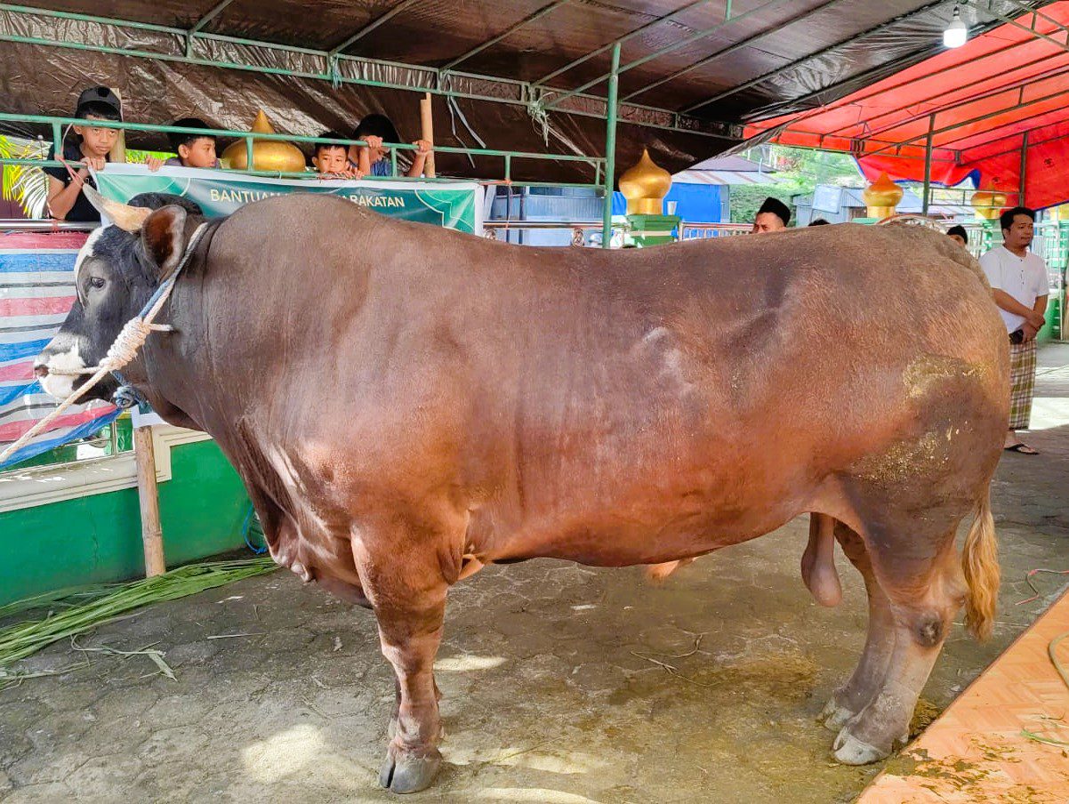 Dimoment Idul Adha, Presiden Prabowo Bagikan 578 Sapi Kurban, Termasuk ke Tana Toraja dan Toraja Utara 1 Dimoment Idul Adha, Presiden Prabowo Bagikan 578 Sapi Kurban, Termasuk ke Tana Toraja dan Toraja Utara