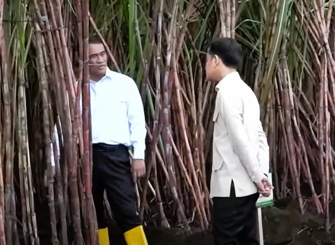 Pemerintah Genjot Produksi Gula Nasional, Petani Jadi Fokus Utama
