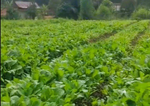 Giat berkebun, Kabag Pemerintahan Mamasa Ajak Generasi Muda Bertani 2 Giat berkebun, Kabag Pemerintahan Mamasa Ajak Generasi Muda Bertani