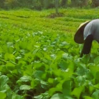 Giat berkebun, Kabag Pemerintahan Mamasa Ajak Generasi Muda Bertani
