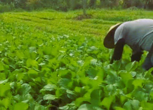 Giat berkebun, Kabag Pemerintahan Mamasa Ajak Generasi Muda Bertani