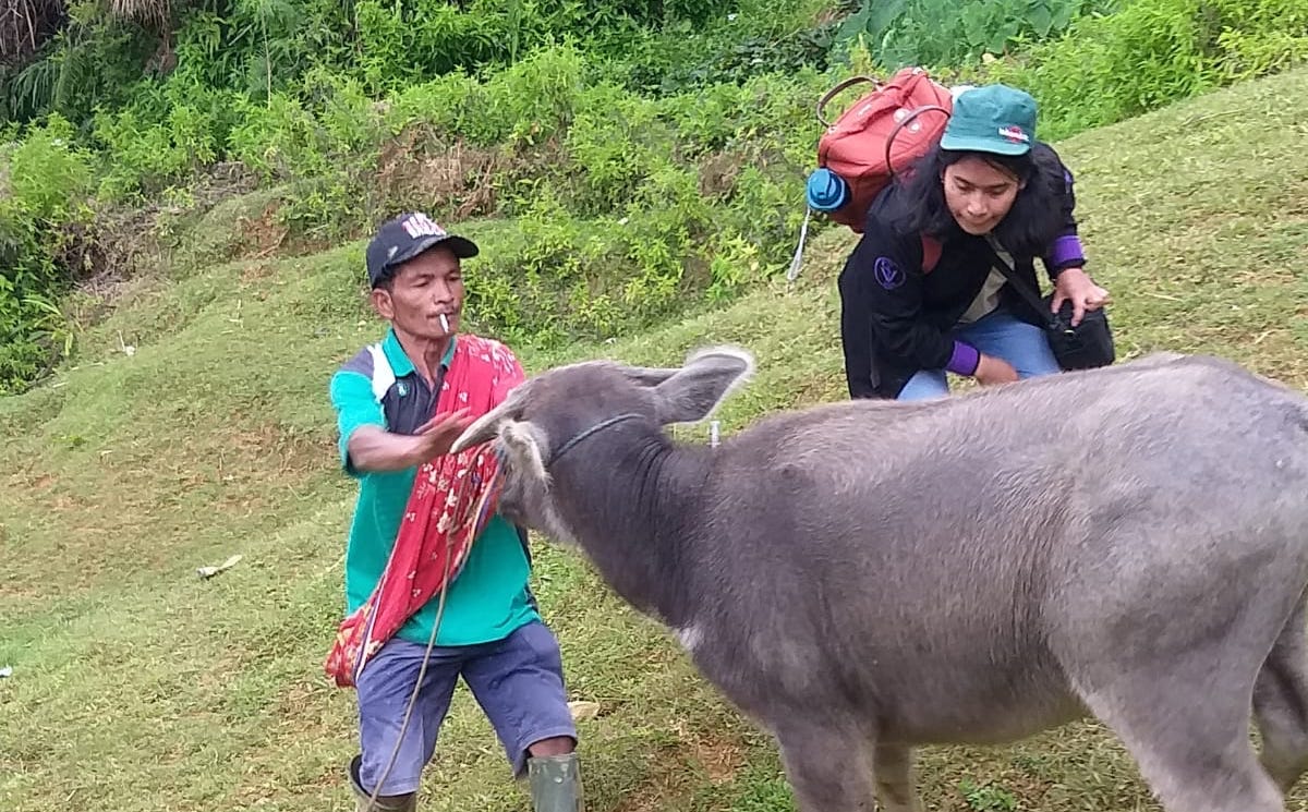 Dinas Pertanian Tana Toraja Lanjutkan Vaksinasi PMK dan Rabies di Dua Kecamatan