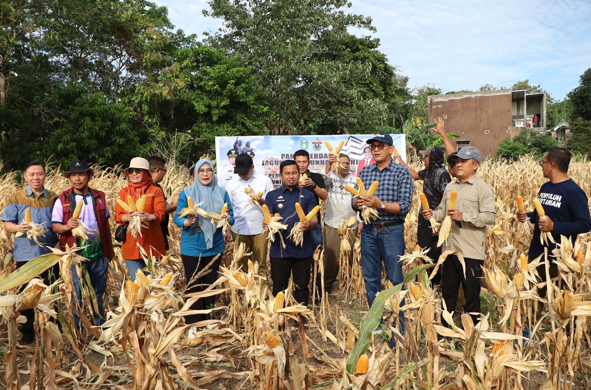 Panen Perdana Jagung Jago Unhas, Parepare Siap Kembangkan Sentra Pembibitan