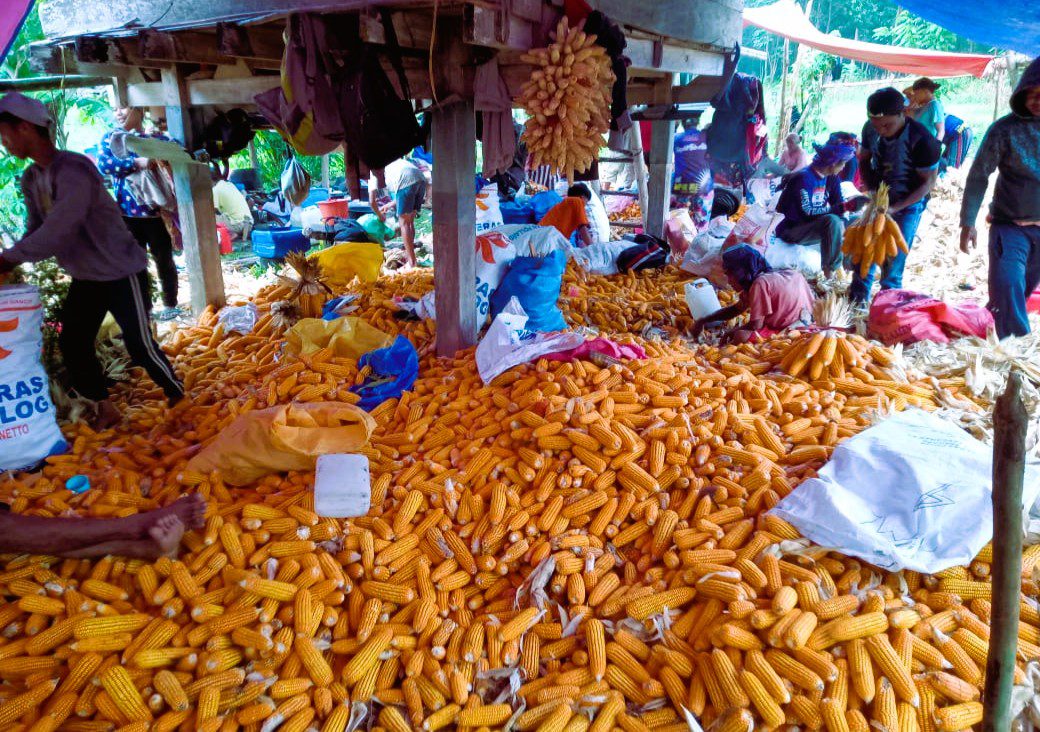 Produktivitas Jagung di Lembang Bau Meningkat, Petani Diuntungkan Harga Pasar
