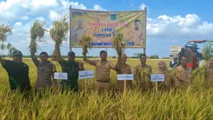 Musim Panen Tiba, Pemkab Pinrang Optimis Produksi Pertanian Meningkat