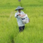 Kementan Perkuat Tata Kelola Pupuk 2026, Dimulai dari Perencanaan eRDKK