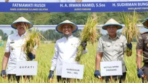 Panen Raya Padi di Pinrang, Gubernur Andi Sudirman Serahkan Bantuan Rp20 Miliar untuk Infrastruktur dan UMKM