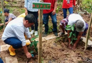 Pemkab Tana Toraja Distribusikan 150 Ribu Bibit Kopi Arabika untuk Peremajaan Kebun di Enam Kecamatan