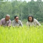 Turun Langsung ke Sawah, Yuniana Mulyana Cek Bantuan Benih Padi di Tana Toraja