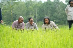 Turun Langsung ke Sawah, Yuniana Mulyana Cek Bantuan Benih Padi di Tana Toraja