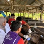Pastikan Kelayakan Hewan Kurban, Pemkab Pinrang Mulai Pemeriksaan Antemortem