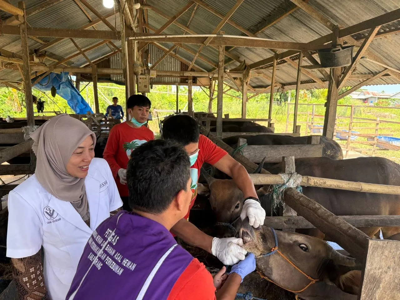 Pastikan Kelayakan Hewan Kurban, Pemkab Pinrang Mulai Pemeriksaan Antemortem 1 Pastikan Kelayakan Hewan Kurban, Pemkab Pinrang Mulai Pemeriksaan Antemortem